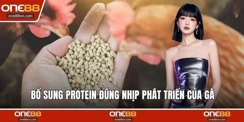 Bổ sung protein đúng nhịp phát triển của gà