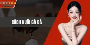 Cách Nuôi Gà Đá - Bí Quyết Tạo Nền Tảng Chiến Kê Bền Bỉ