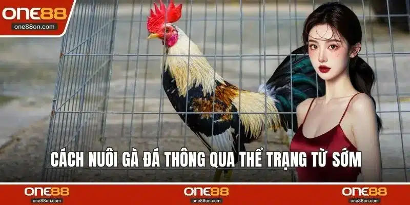 Cách nuôi gà đá thông qua thể trạng từ sớm 