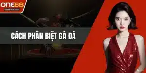 Cách Phân Biệt Gà Đá - Bí Quyết Nhận Diện Chuẩn Xác