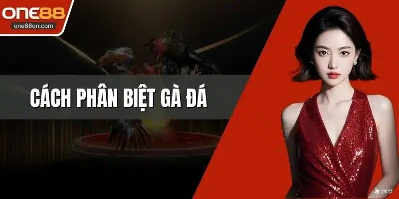 Cách Phân Biệt Gà Đá - Bí Quyết Nhận Diện Chuẩn Xác