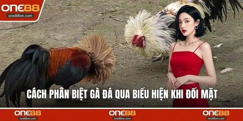 Cách phân biệt gà đá qua biểu hiện khi đối mặt