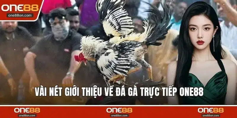 Vài nét giới thiệu về đá gà trực tiếp ONE88 